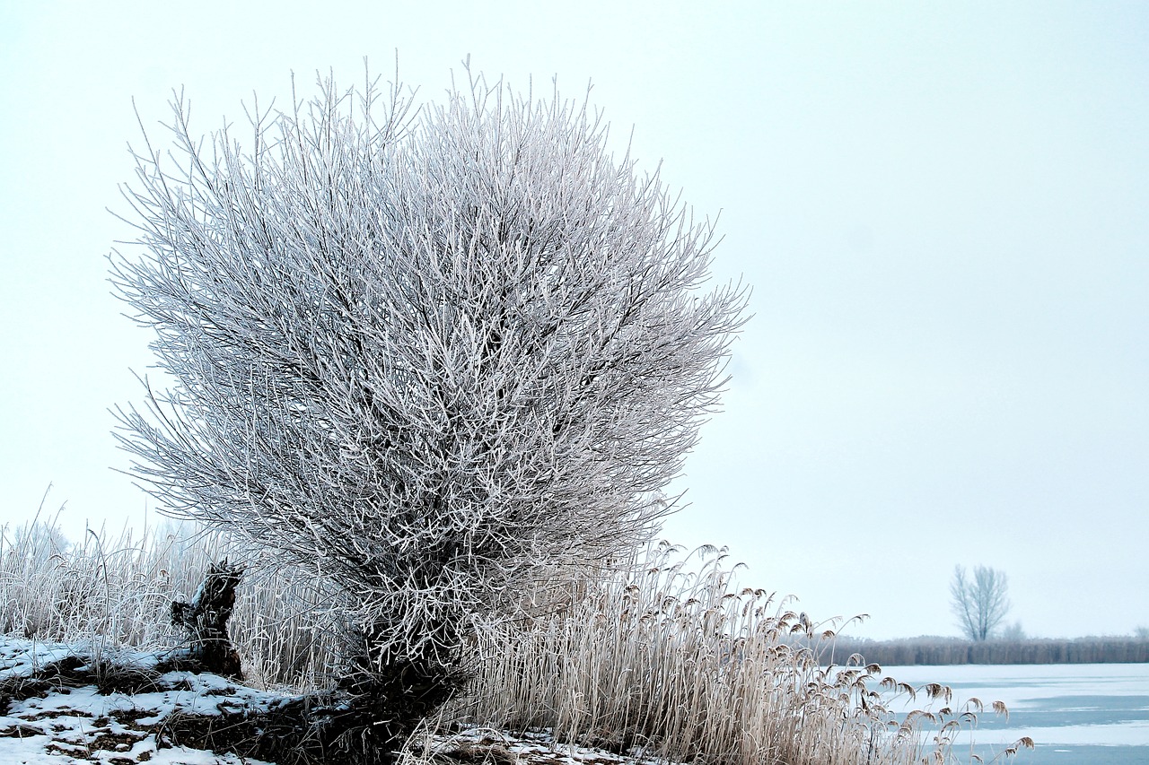 tree pasture hoarfrost free photo