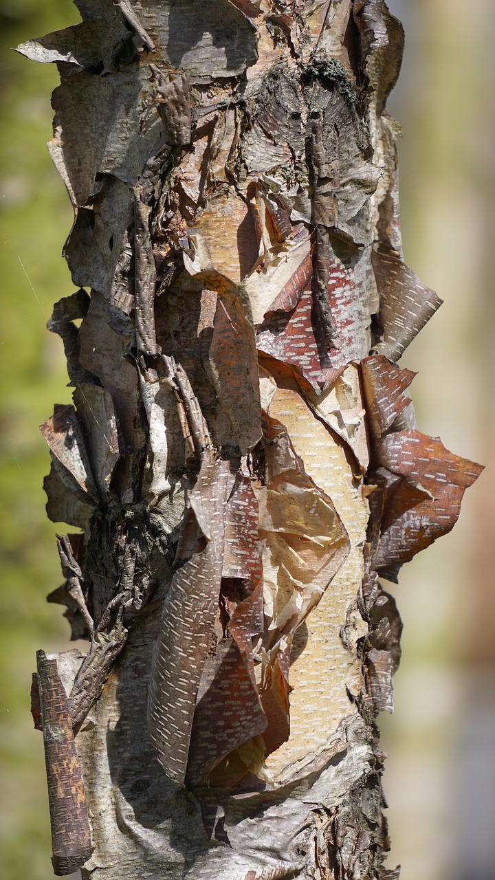 tree bark structure free photo