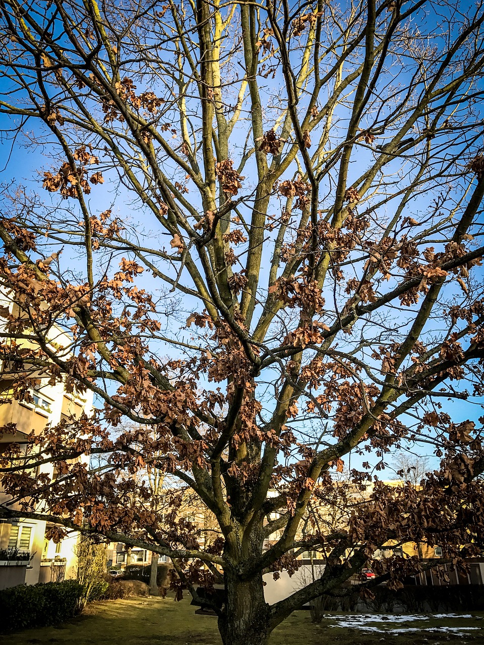 tree autumn sky free photo