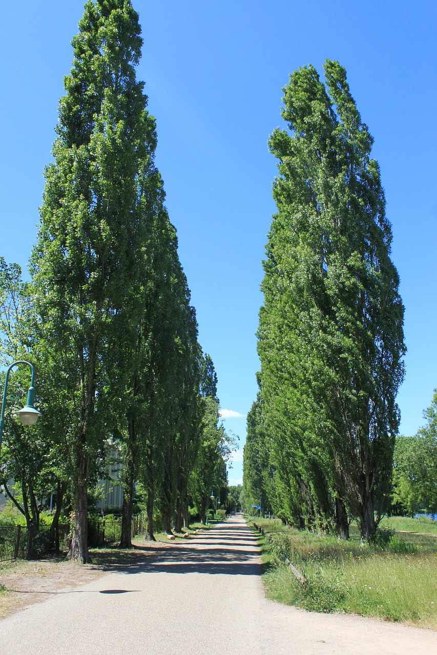 tree roadway road free photo