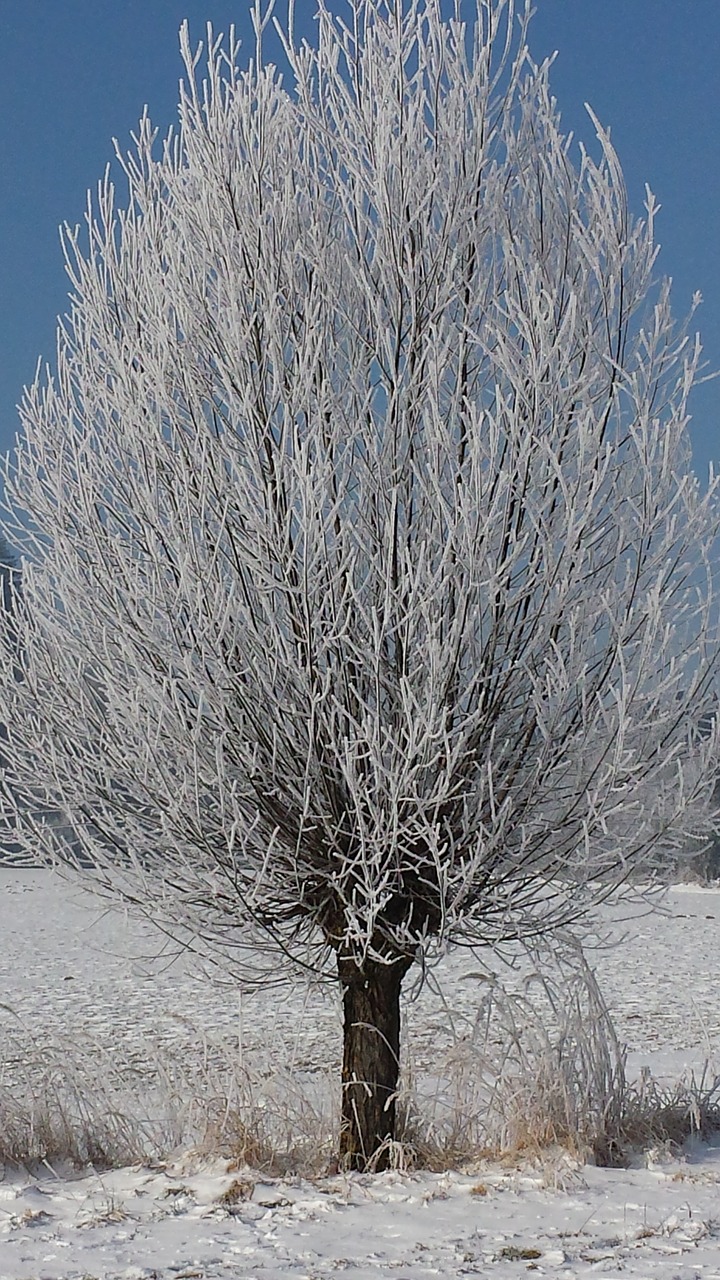 tree hoarfrost wintry free photo