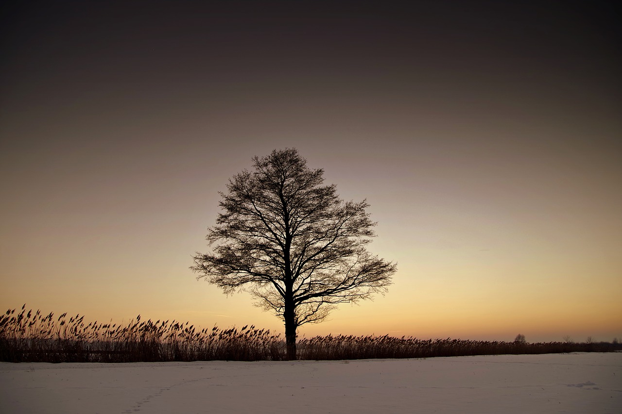 tree lonely winter free photo