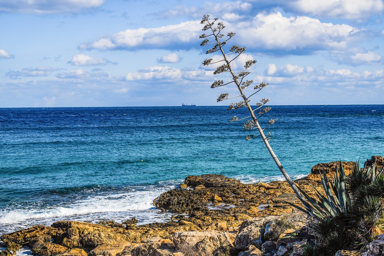 tree coast landscape free photo