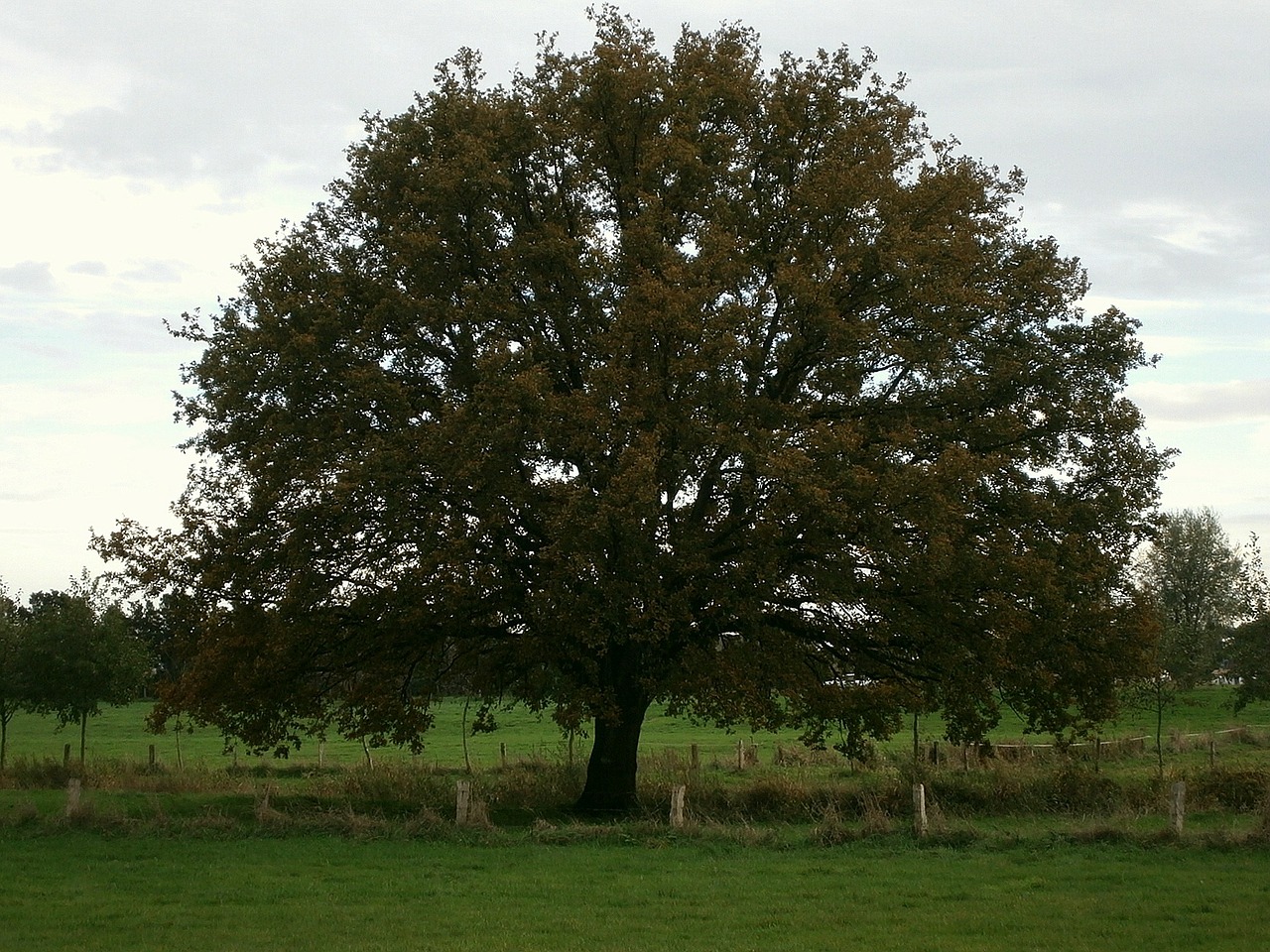 tree large massive free photo