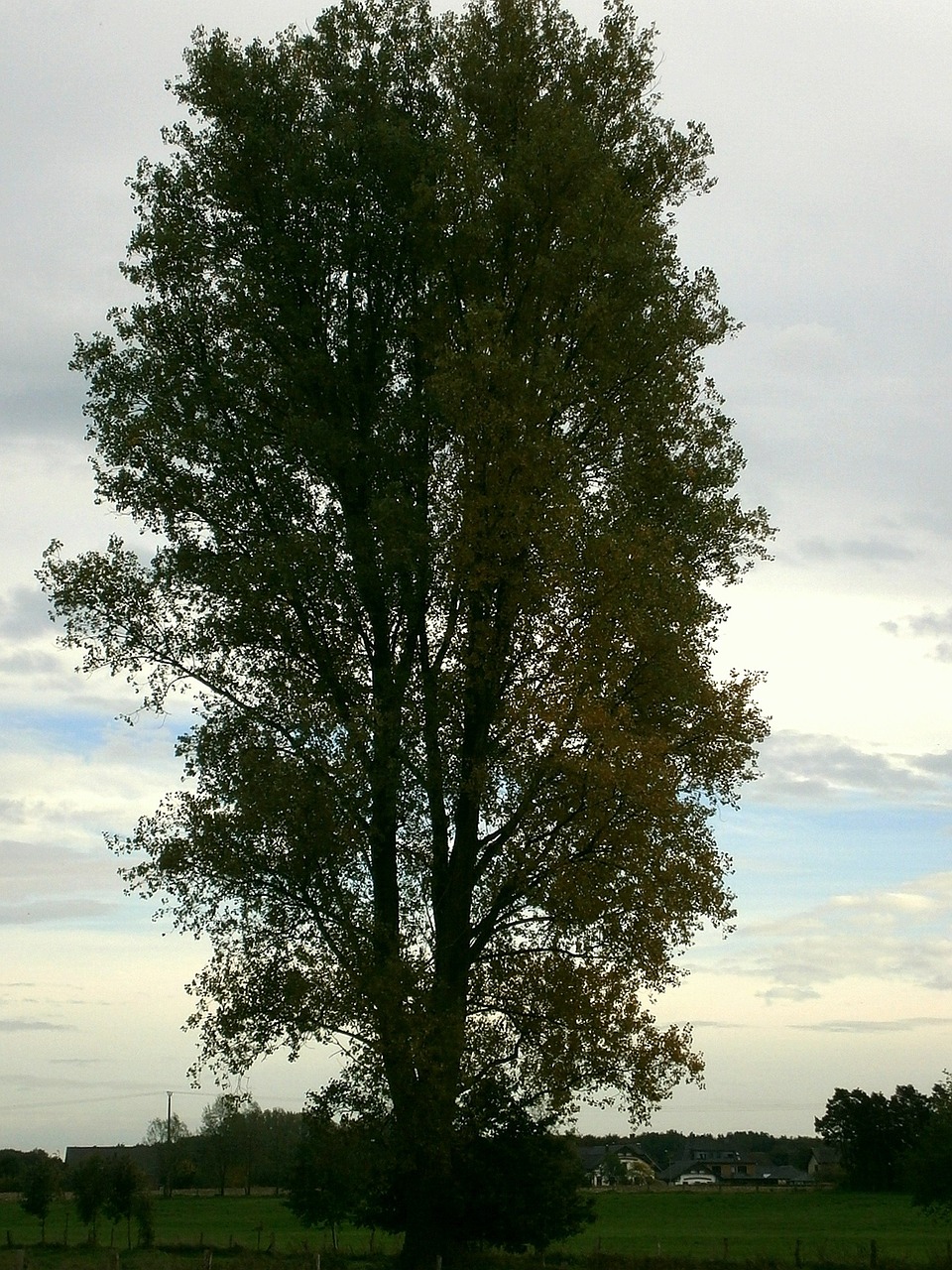 tree large massive free photo