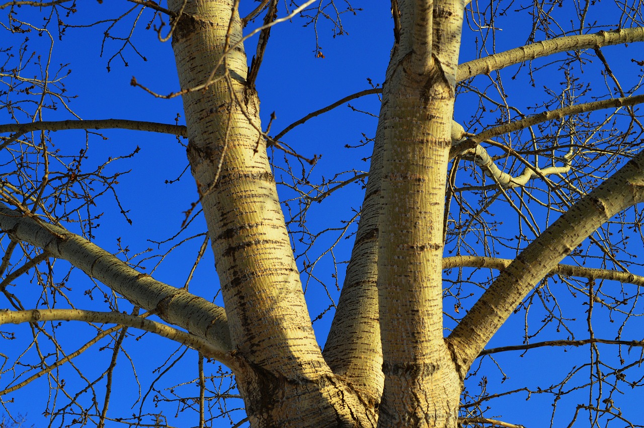 tree branches blue sky free photo