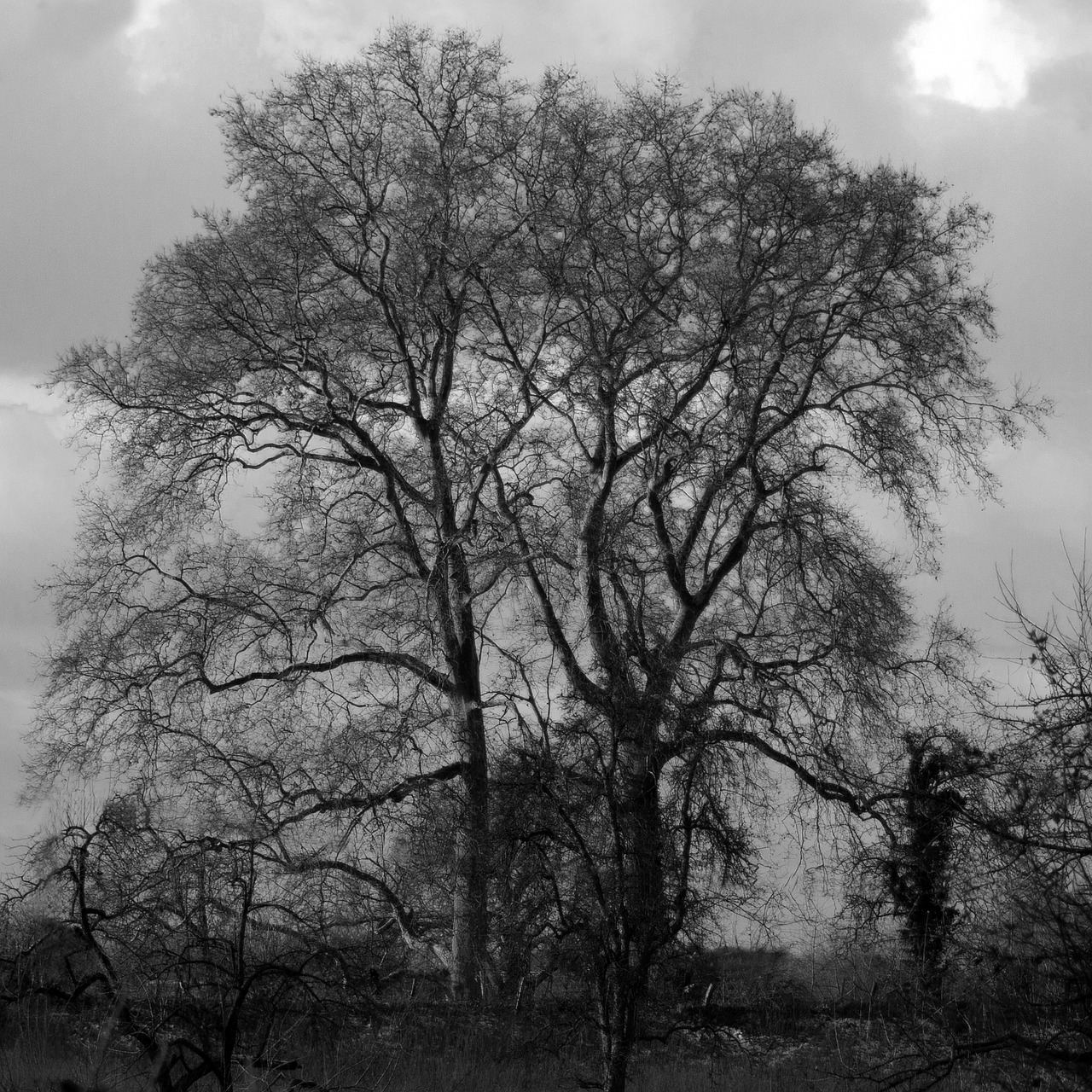 tree forest nature free photo