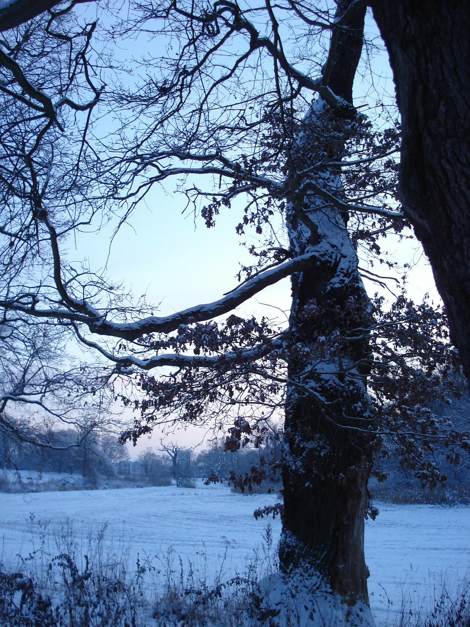 tree evening winter free photo