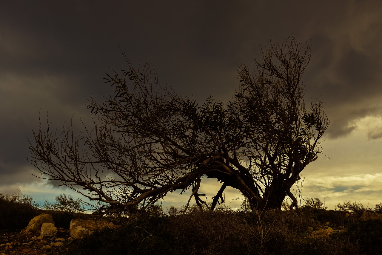 tree sky clouds free photo