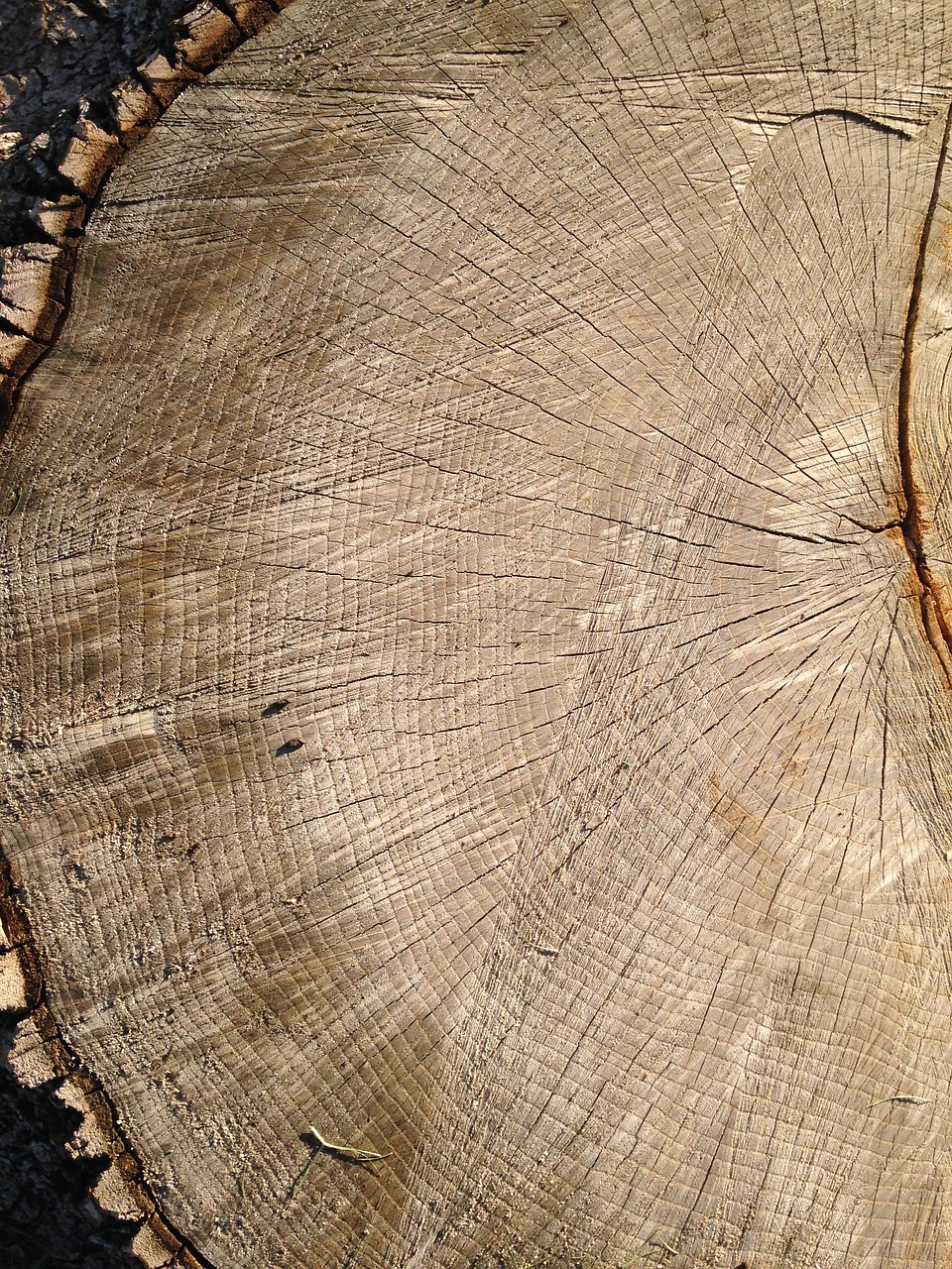 tree tree rings wood free photo