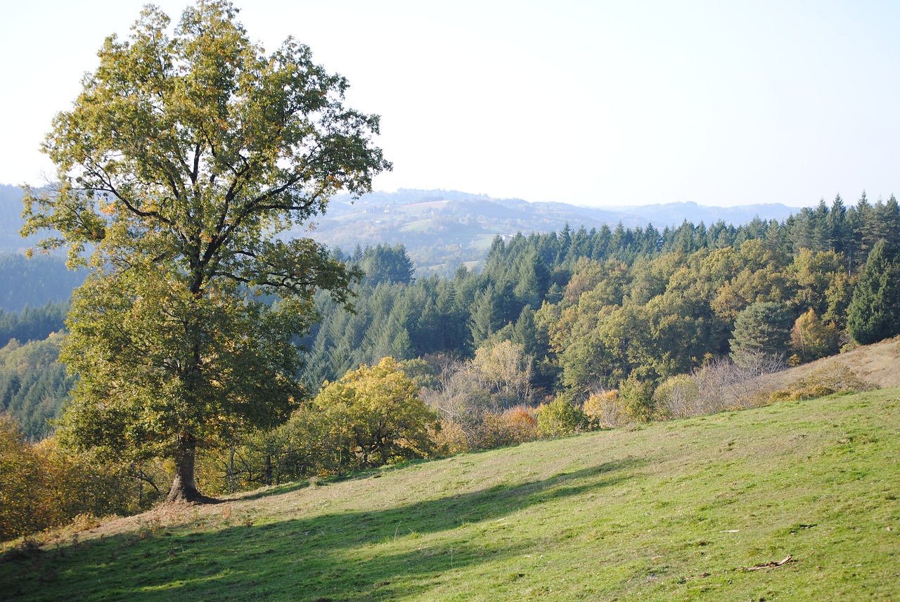 tree meadows pasture free photo