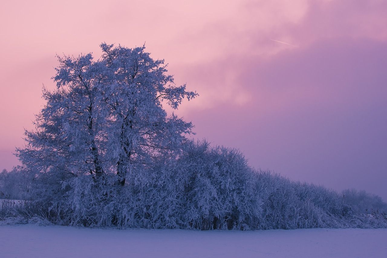 tree winter sunset free photo