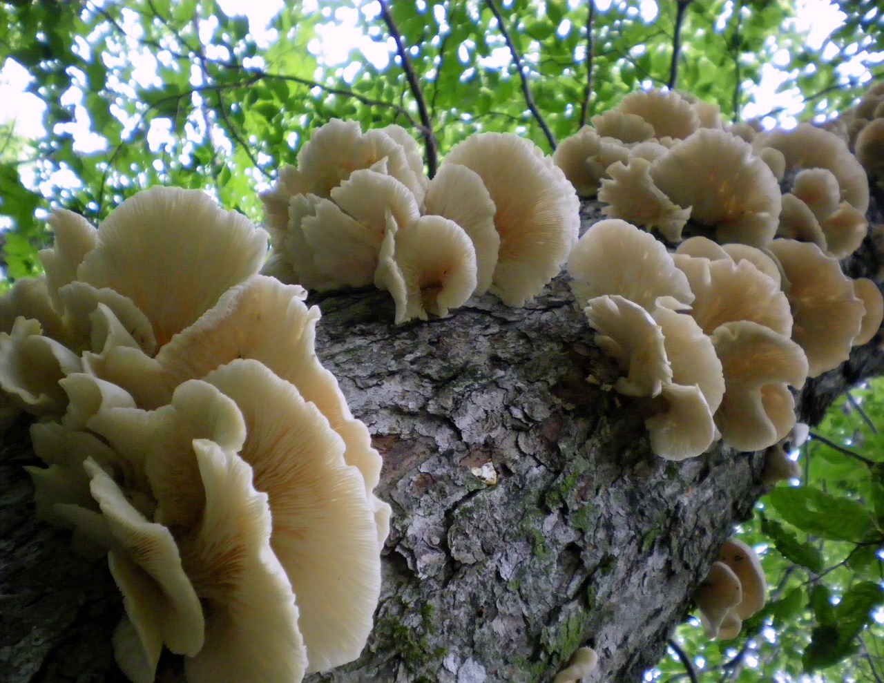 tree close-up fungus free photo