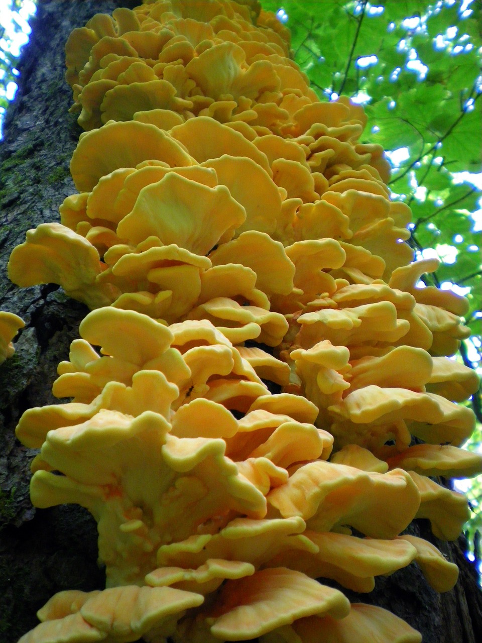 tree close-up fungus free photo