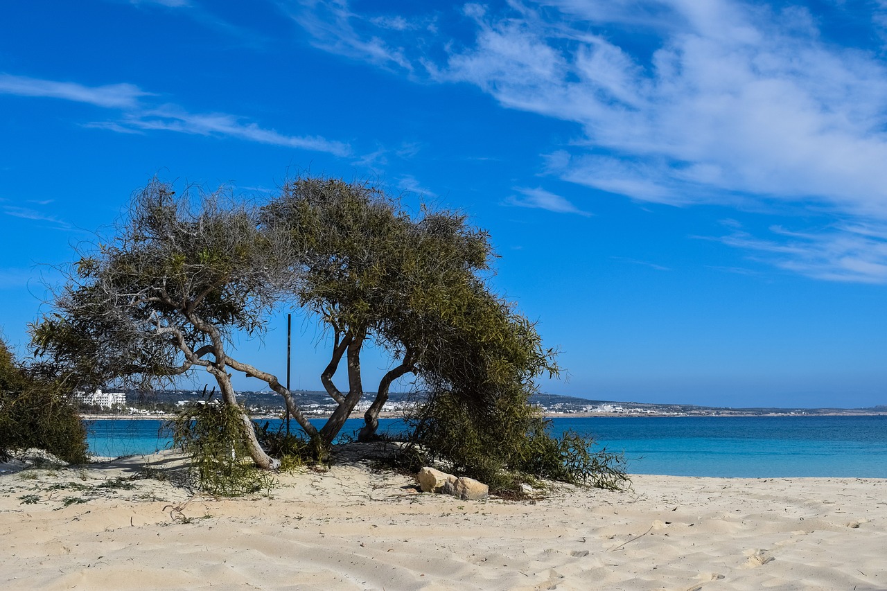 tree beach sand free photo