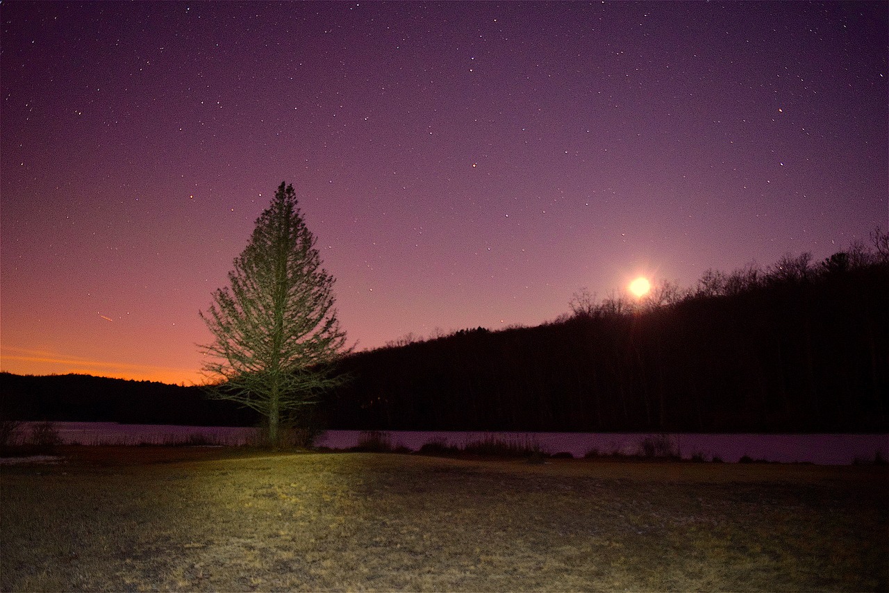 tree night moon free photo