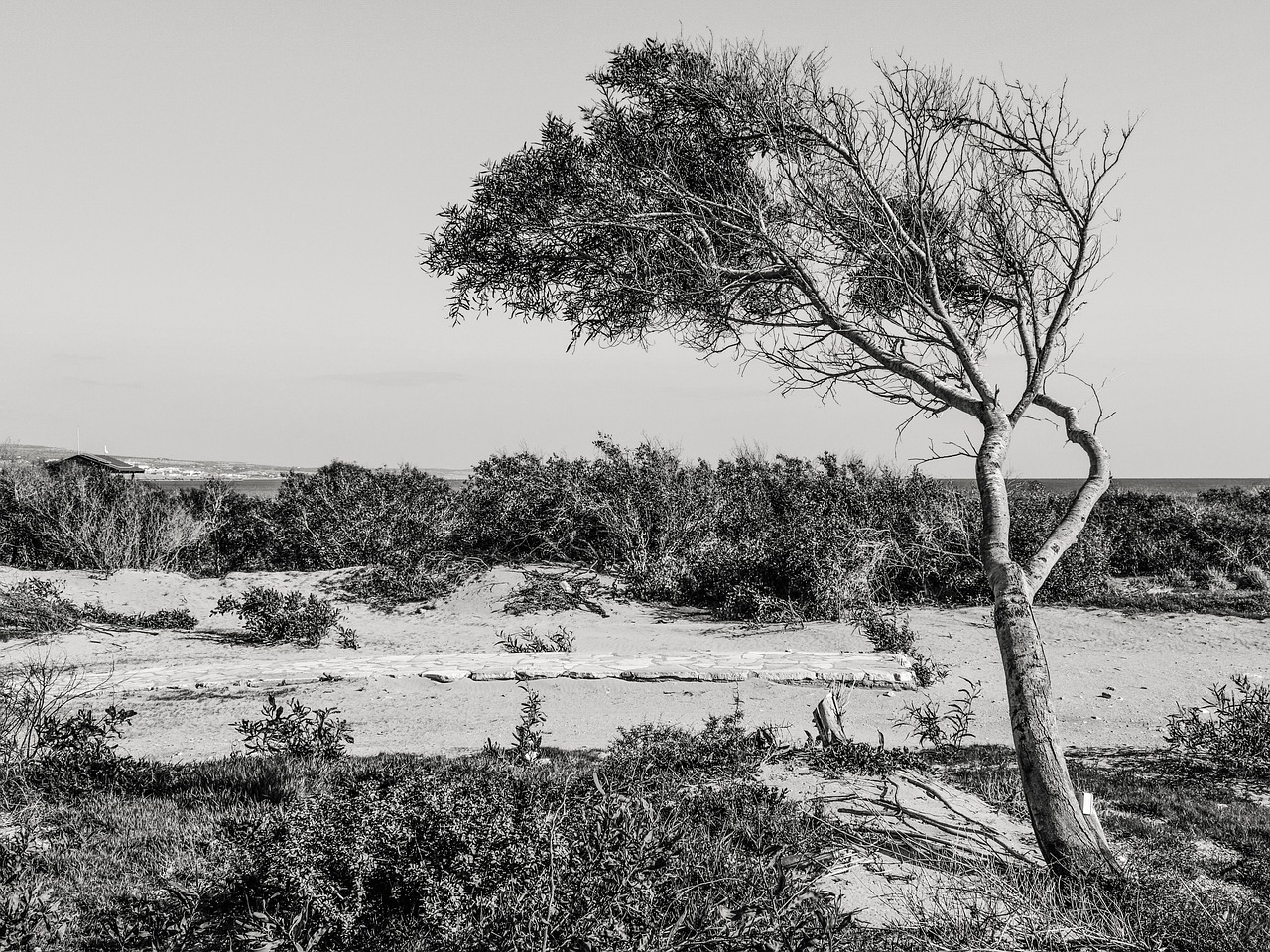 tree dune landscape free photo