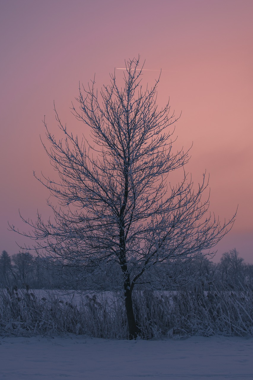 tree winter sunset free photo