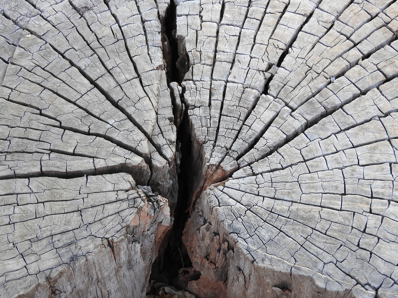 tree rings wood free photo