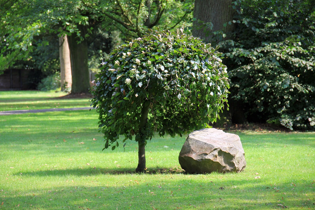 tree stone rock free photo