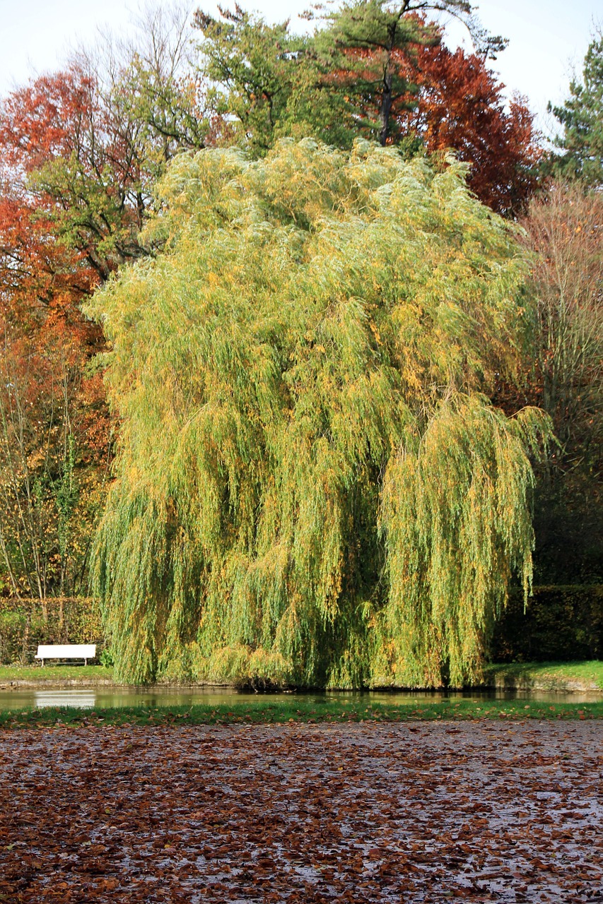 tree pasture weeping willow free photo