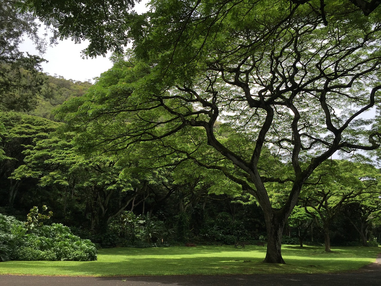 tree hawaii tropical free photo