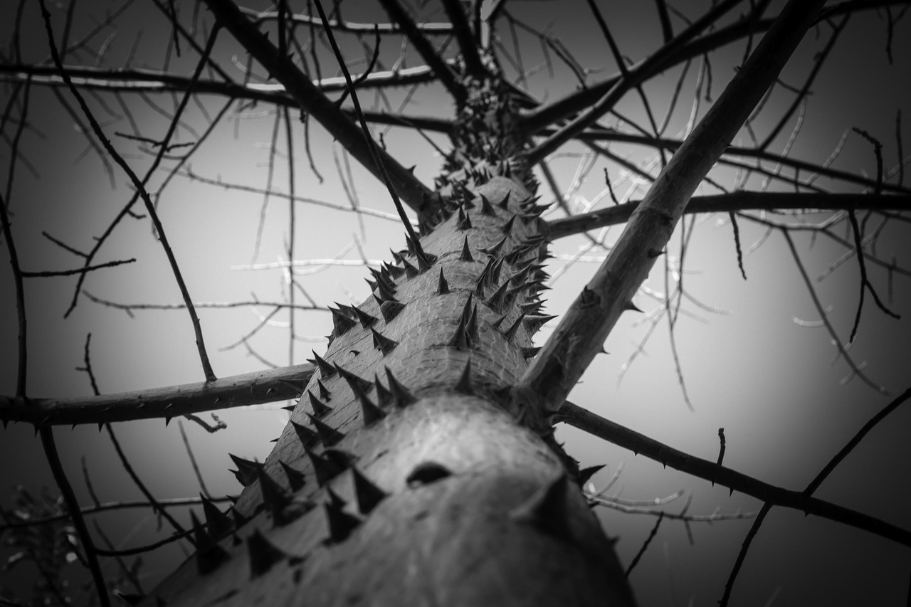 tree thorns greatness free photo