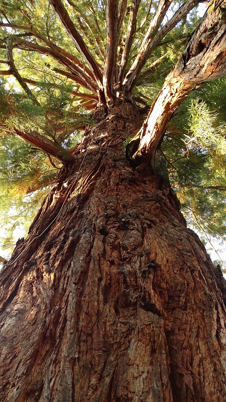 tree log sequoia free photo