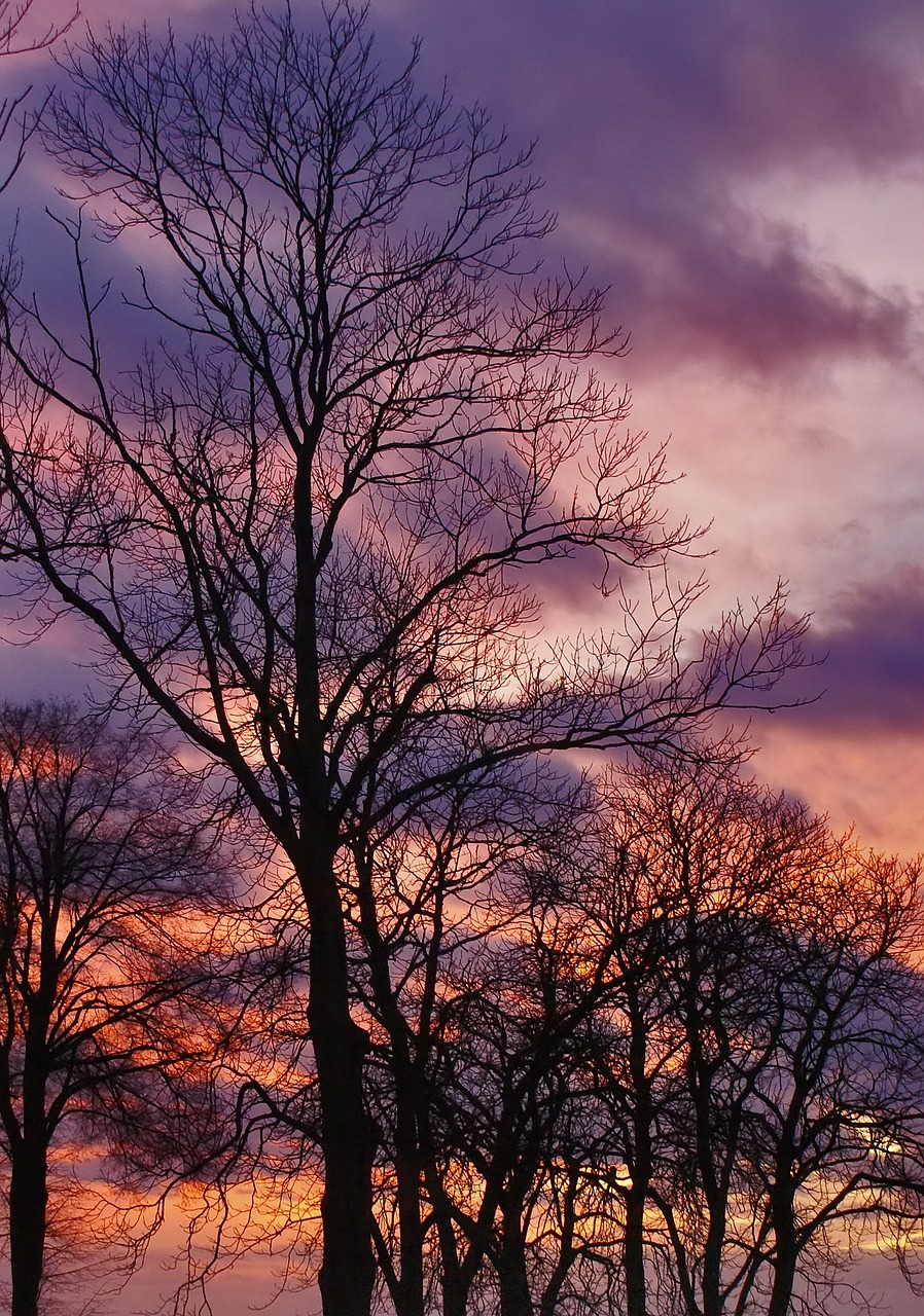 tree konary sunset free photo