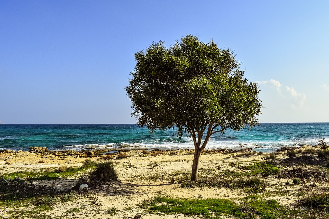 tree beach sea free photo