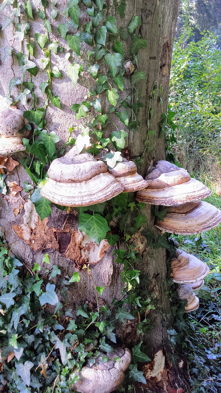 tree mushroom nature free photo