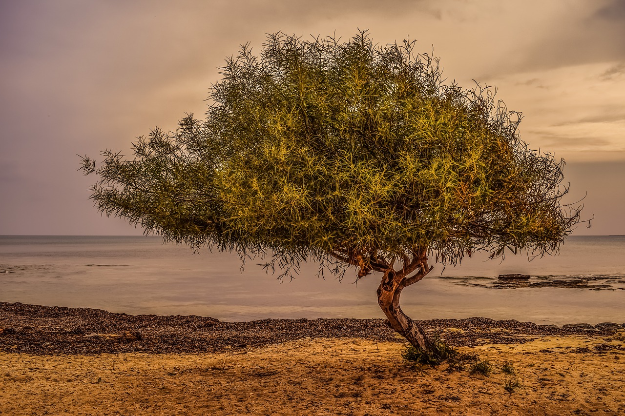 tree sea beach free photo