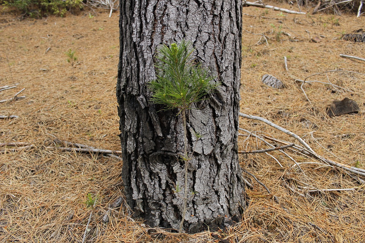 tree small green free photo