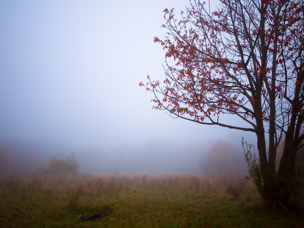 tree autumn fog free photo