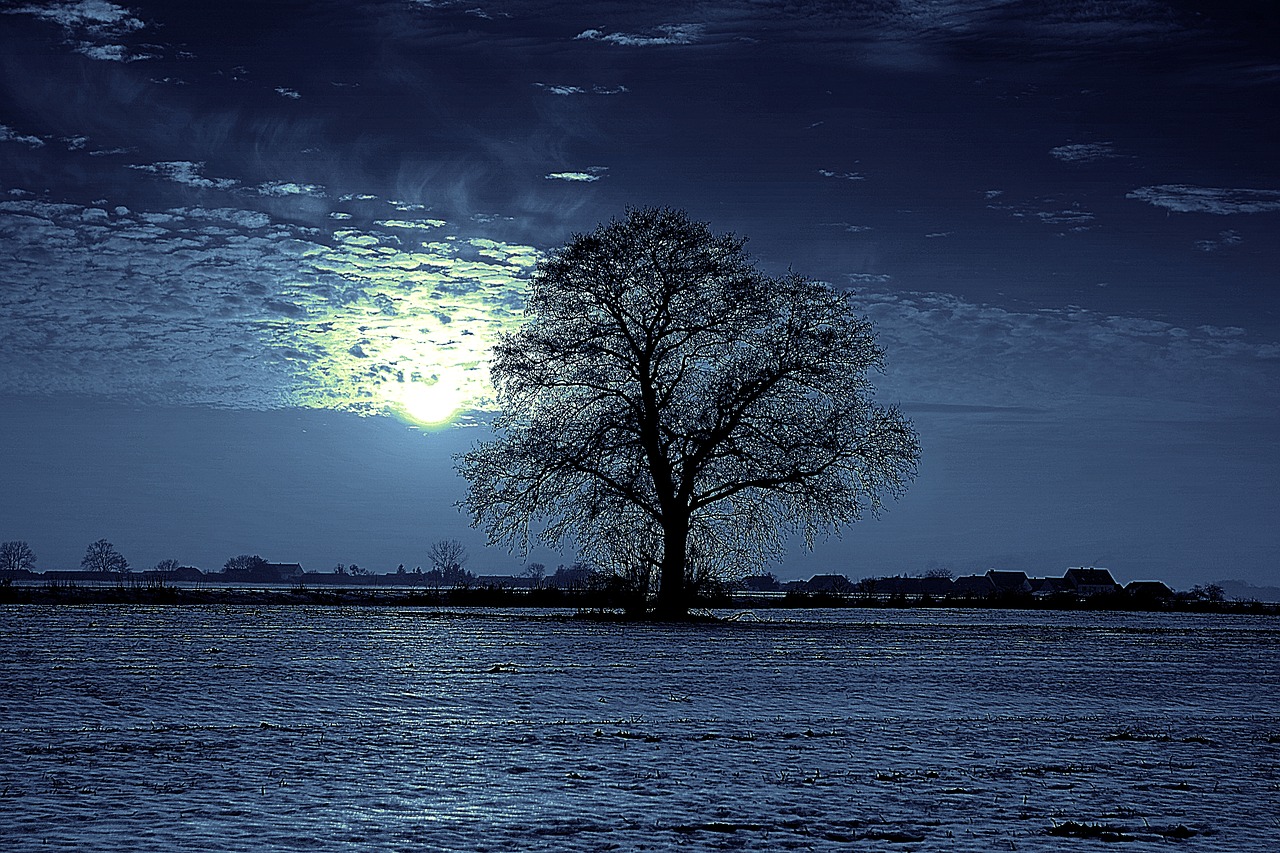 tree night moon free photo
