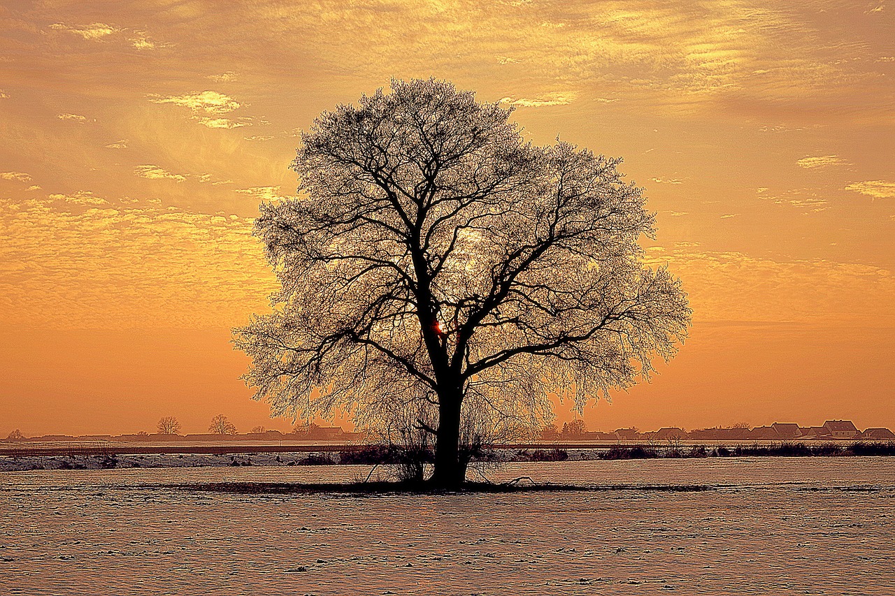 tree lonely winter free photo
