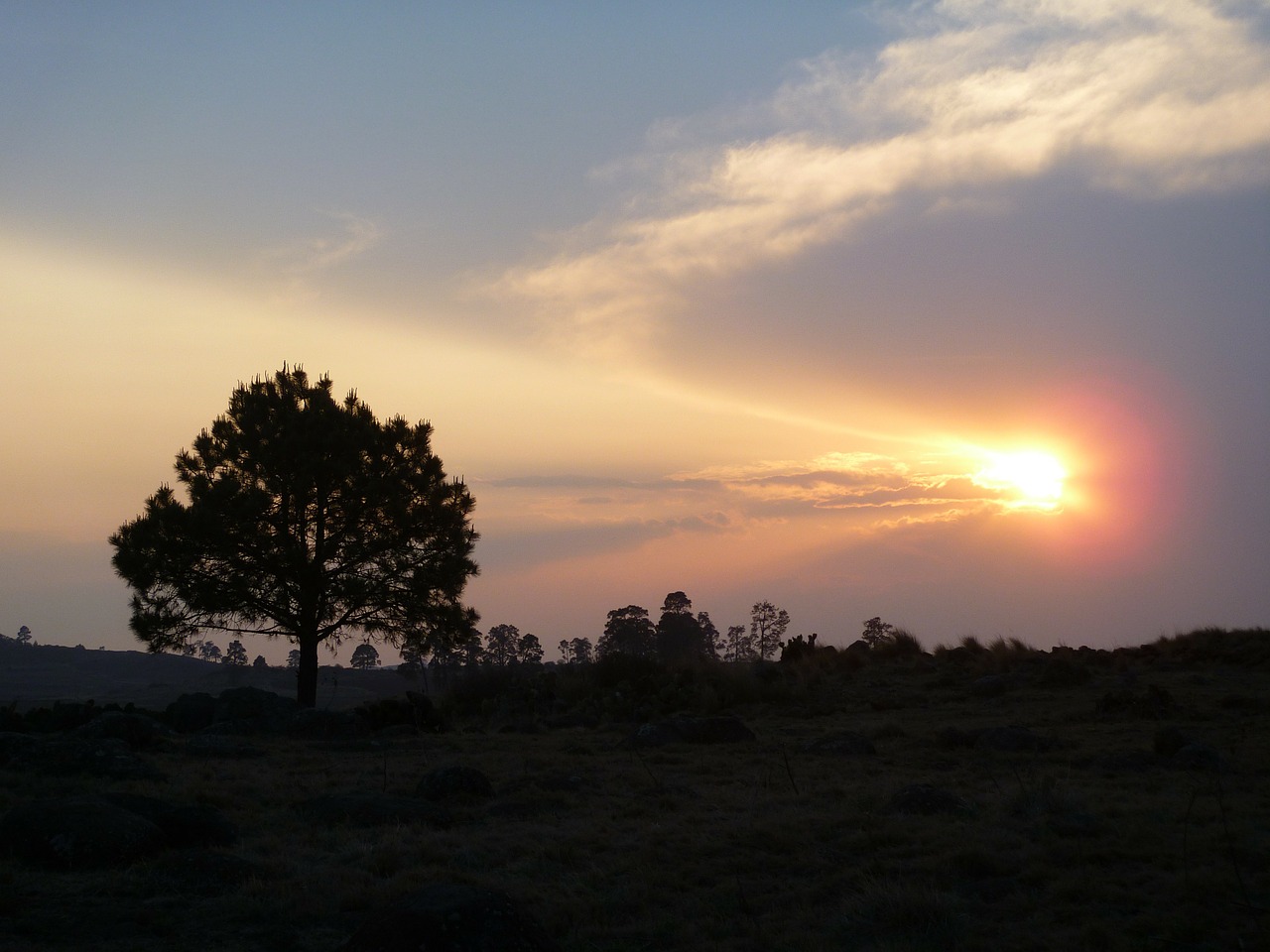 tree sun sunset free photo