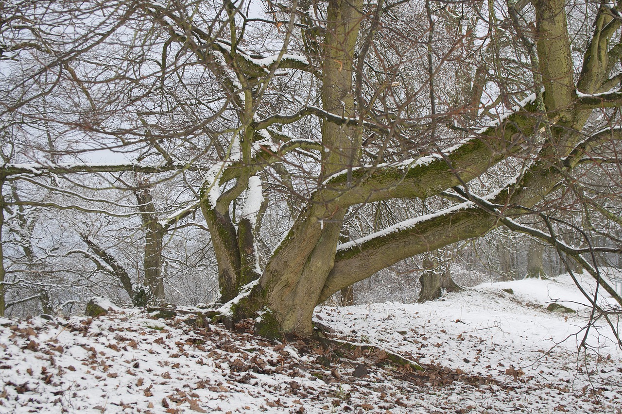 tree winter hesse free photo