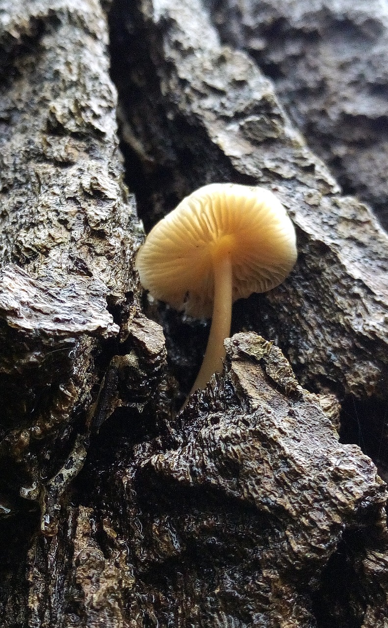 tree fungus forest free photo