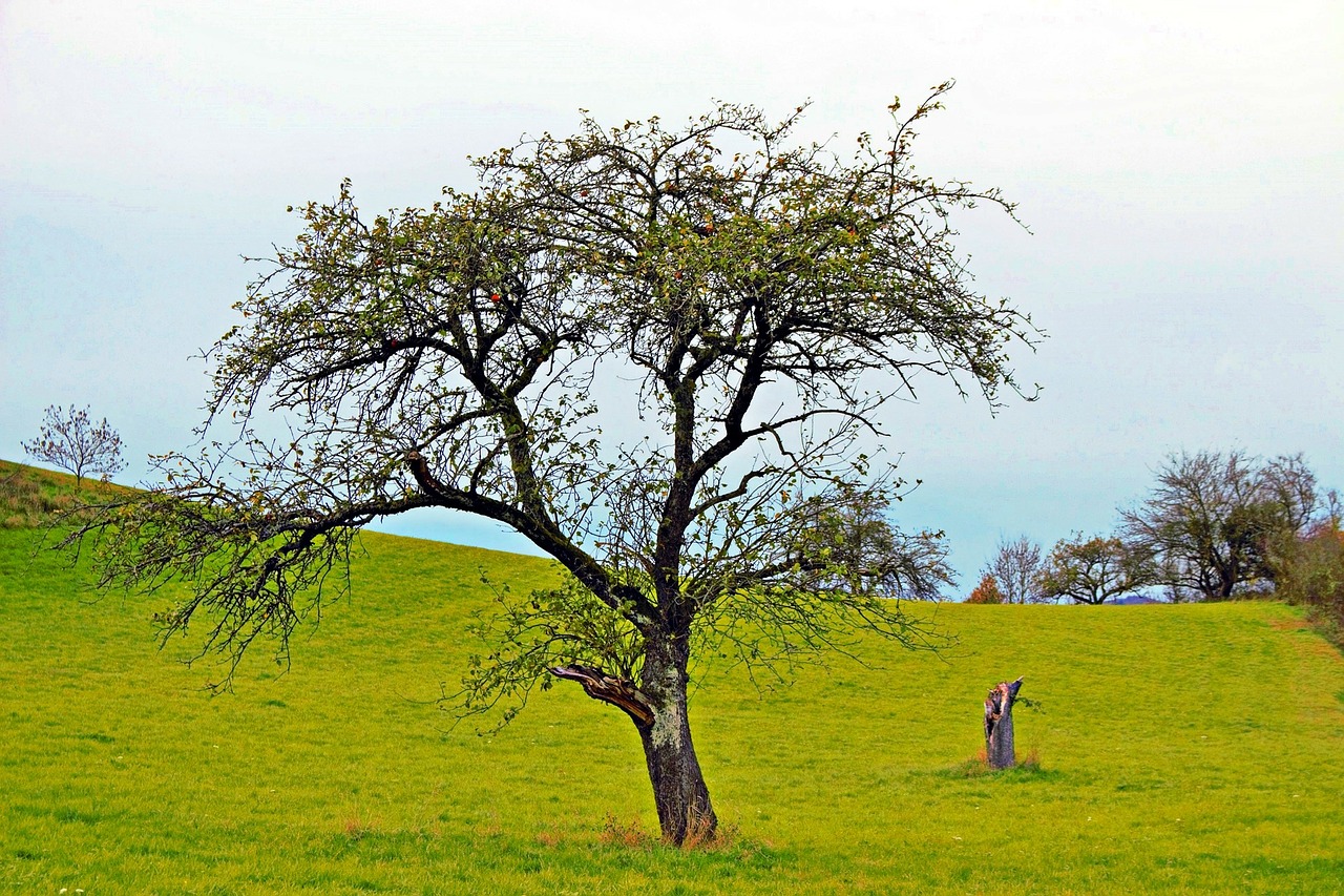 tree nature rest free photo