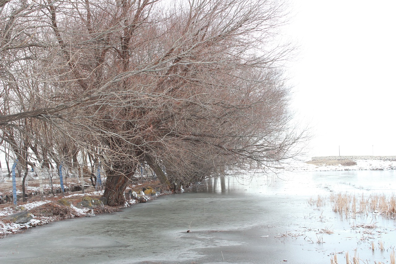 tree winter ice free photo