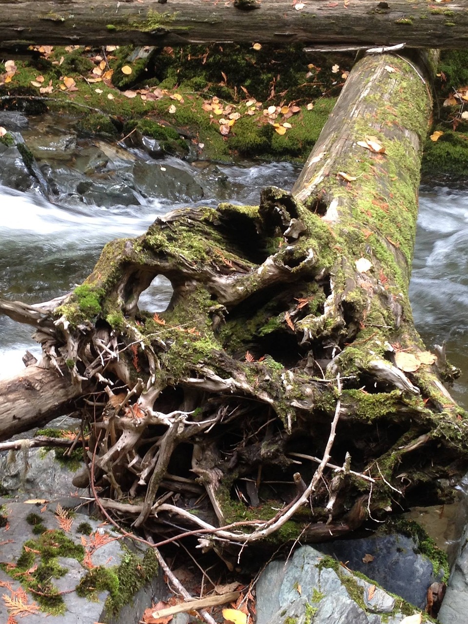 tree scenery stump free photo