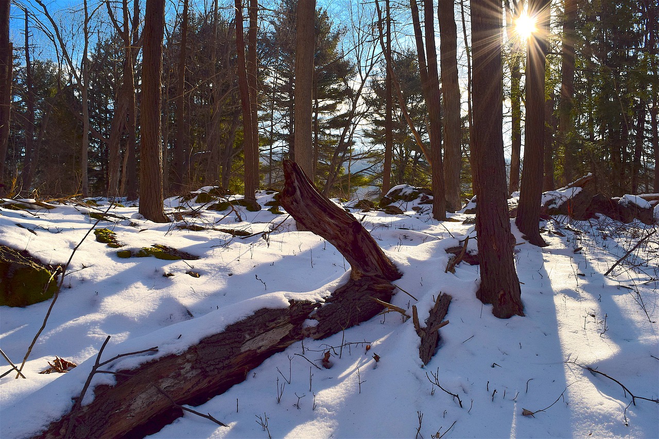 tree snow sunrise free photo