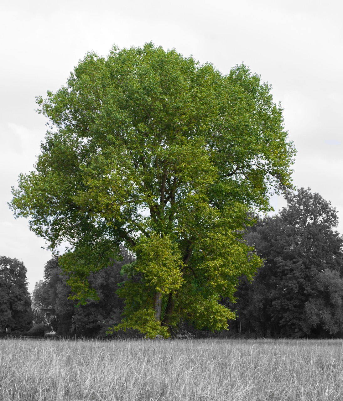 tree green black white free photo