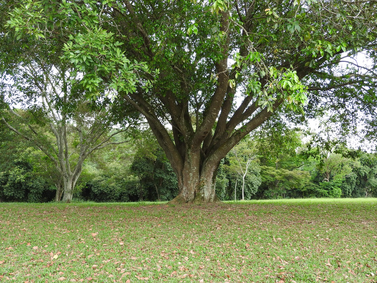 tree garden nature free photo