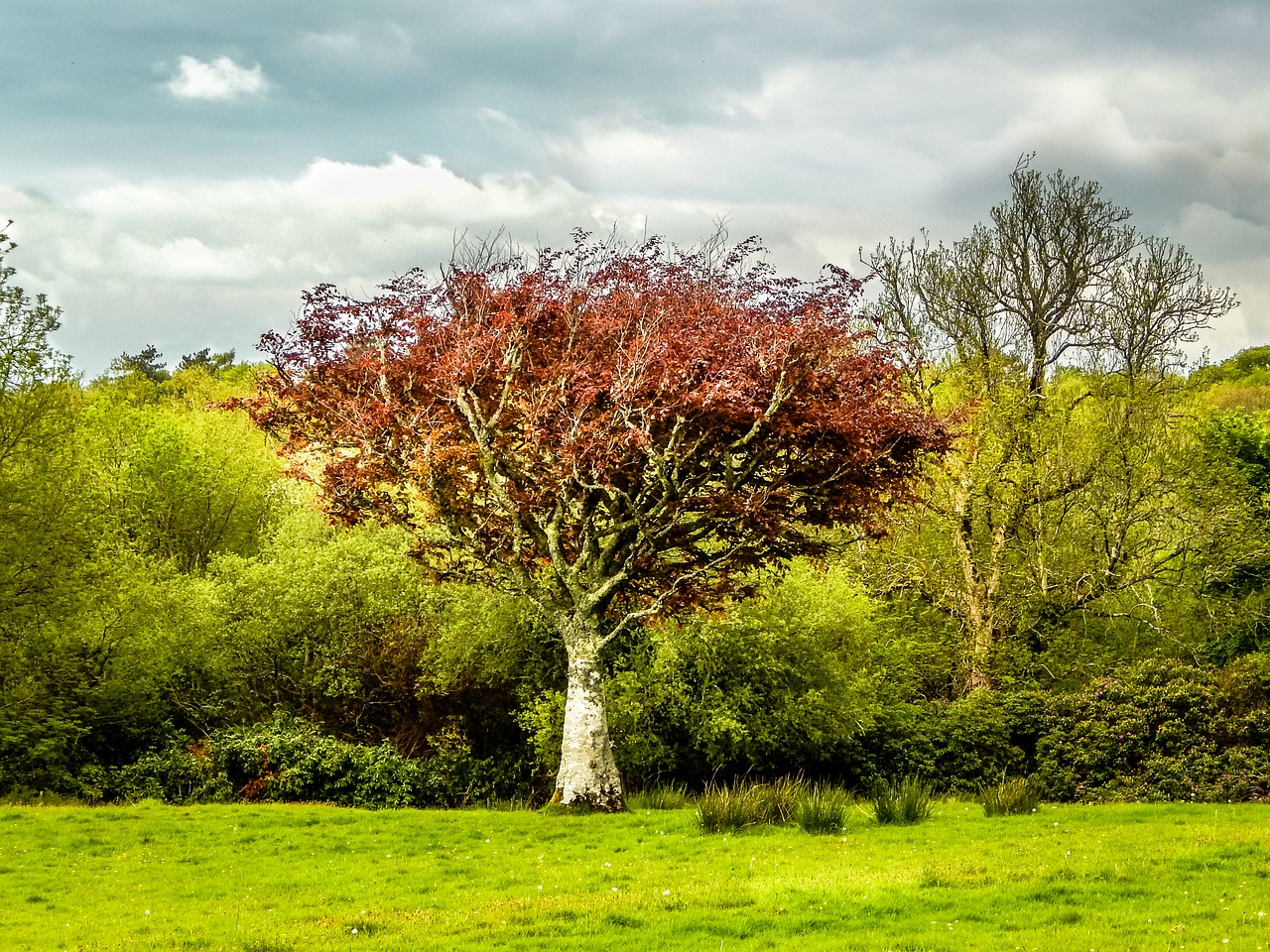 tree green landscape free photo