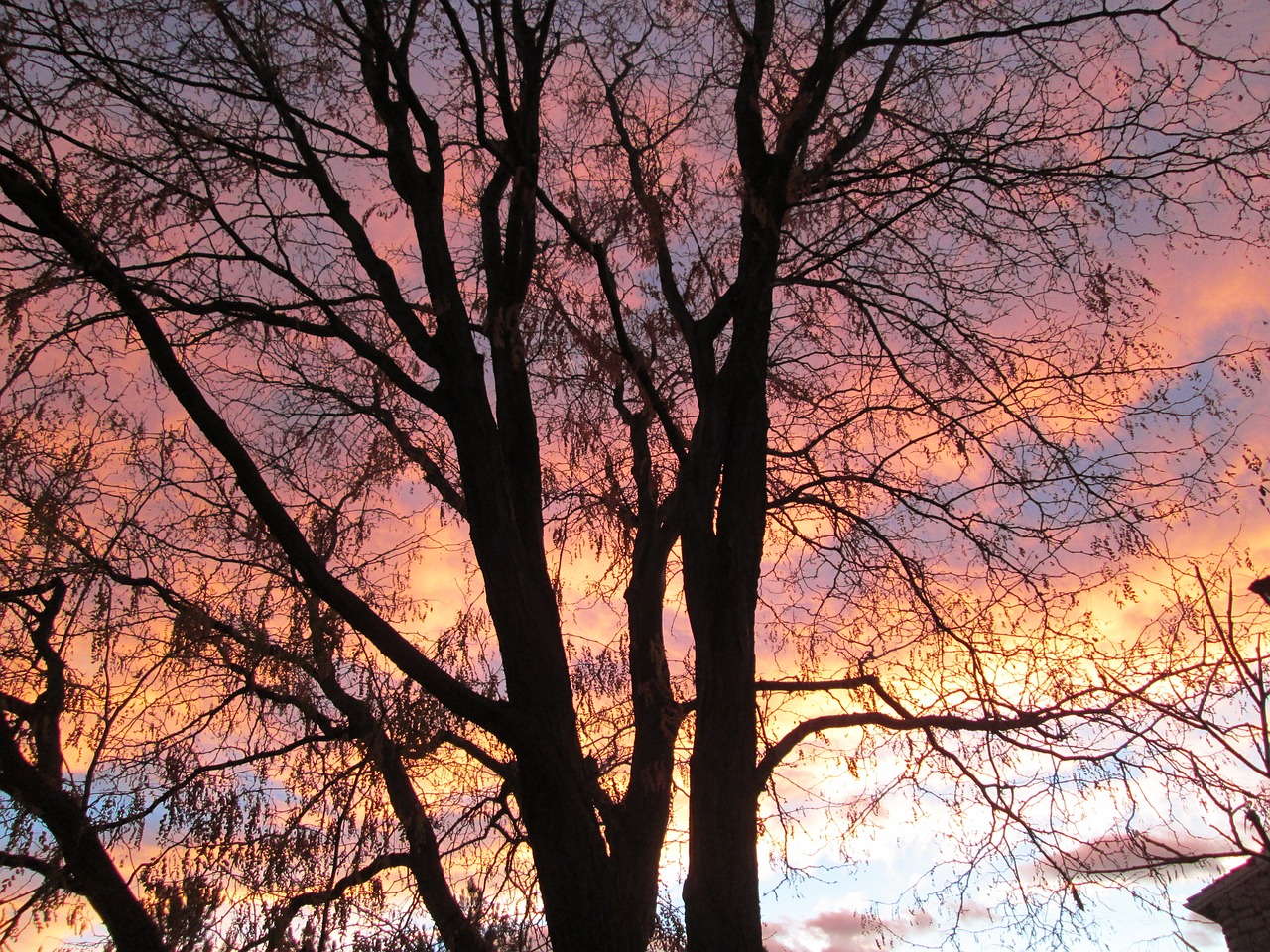 tree clouds sunrise free photo