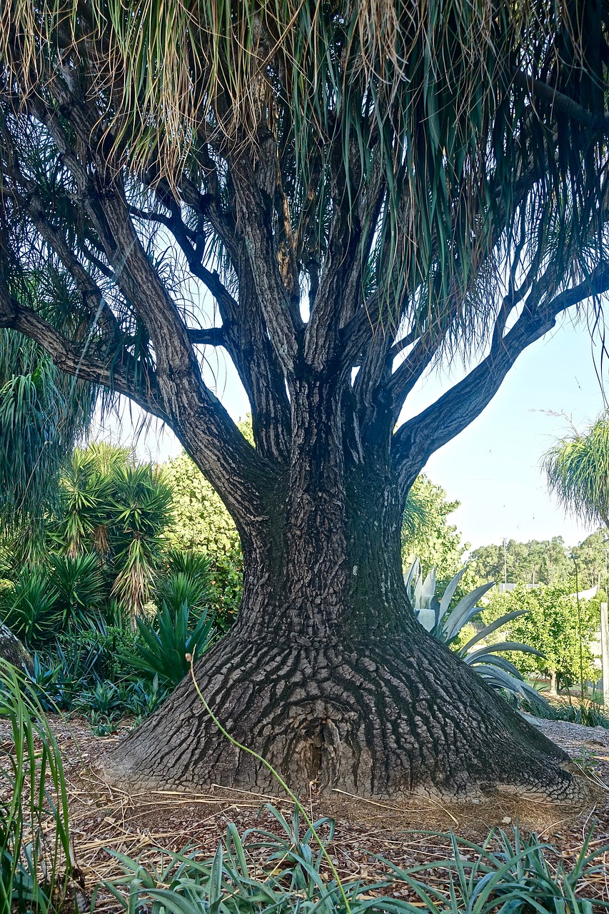 tree baobab unusual free photo