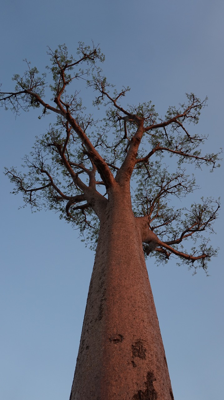 tree baobab madagascar free photo