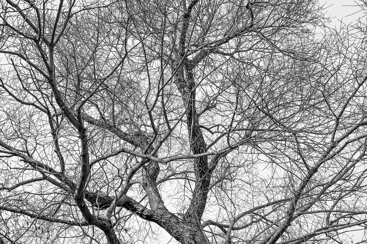 tree crown treetop free photo